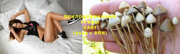 ПСИЛОЦИБИНОВЫЕ ГРИБЫ Белокуриха